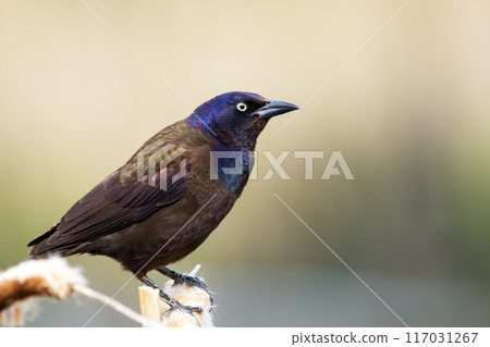 Common grackle is sitting on a yellow reed at the pond in spring. Common grackle is sitting on a yellow reed at the pond in spring. 117031267