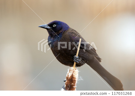 Common grackle is sitting on a yellow reed at the pond in spring. Common grackle is sitting on a yellow reed at the pond in spring. 117031268