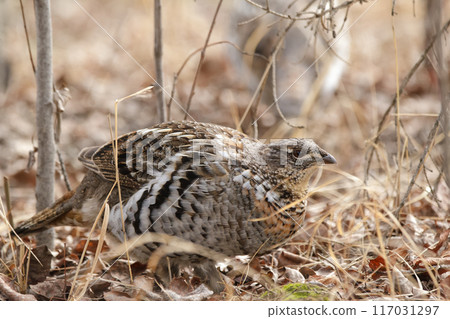 Alerted Ruffed grouse is foraging in grass of spring forest. Alerted Ruffed grouse is foraging in grass of spring forest. 117031297