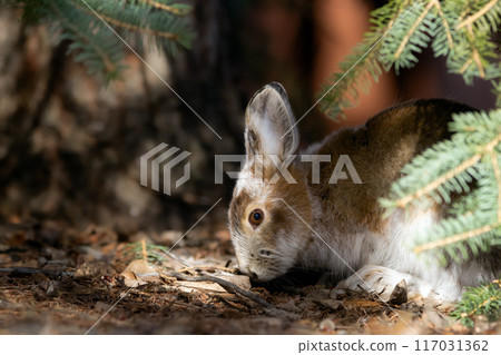 Brown Snowshoe hare is eating a fir branch in the garden. Brown Snowshoe hare is eating a fir branch in the garden. 117031362