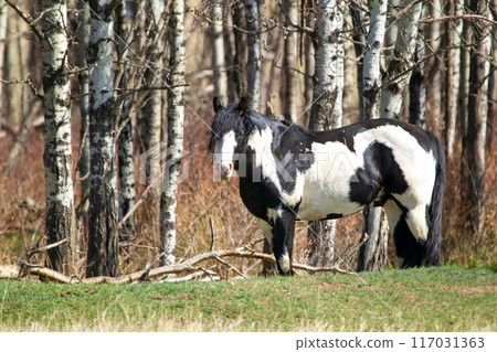 Wild black and white mustang stallion in the forest in spring. 117031363