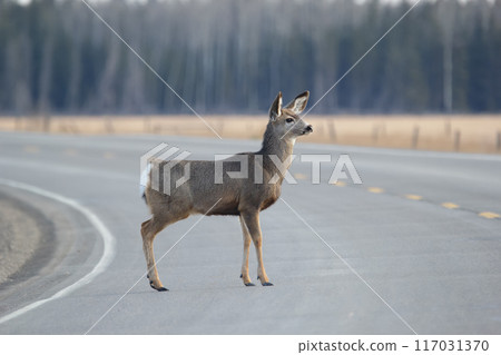 Mule deer is crossing the road in spring close to the forest. Mule deer is crossing the road in spring close to the forest. 117031370