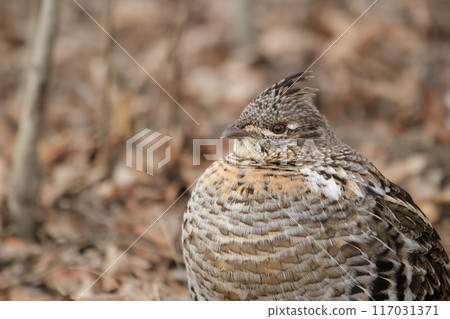 Female ruffed grouse in the spring forest among dry grasses. 117031371