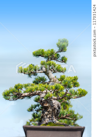 Pine bonsai Pine bonsai 117031424