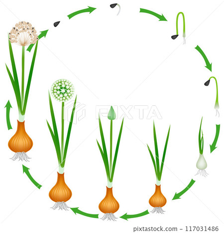 Life cycle of a onion plant on a white background. 117031486