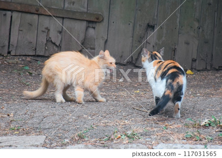 two cute cats in love walk through a green meadow with red poppies and caress a warm summer sunny two cute cats in love walk through a green meadow with red poppies and caress a warm summer sunny 117031565