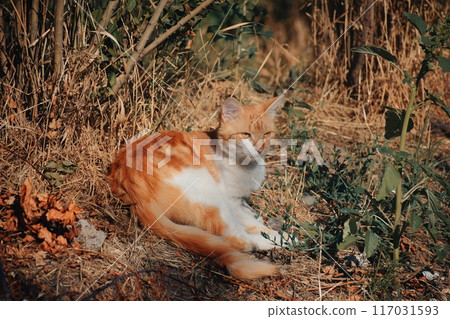 A cat with a yellow face is sitting on a white background. The cat has a very cute and friendly expression A cat with a yellow face is sitting on a white background. The cat has a very cute and friendly expression 117031593