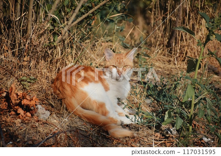 A cat with a yellow face is sitting on a white background. The cat has a very cute and friendly expression A cat with a yellow face is sitting on a white background. The cat has a very cute and friendly expression 117031595