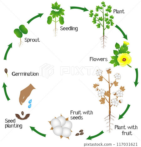 Cycle of a cotton plant growth isolated on white background. 117031621