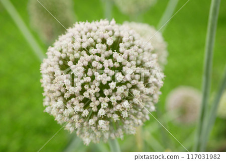 Leek seeds Allium ampeloprasum porrum flower blossom white old field leaf, farm farming garden bloom leaves bio organic leke lek plantation headed fruits vegetables plant grown stem stalk Europe 117031982