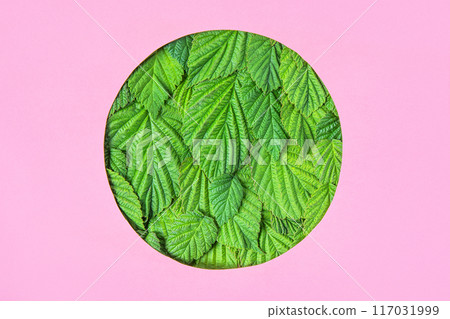 Summer abstract green background made of raspberry leaves in round-shaped frame on pink background. Mockup for your text and sentences 117031999
