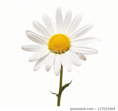 One white daisy flower isolated on white background. Top view. 117032064