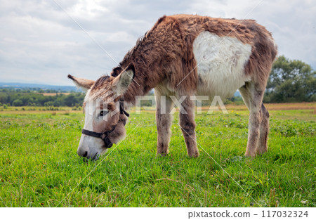Donkey Grazing in a Green Pasture Donkey Grazing in a Green Pasture 117032324