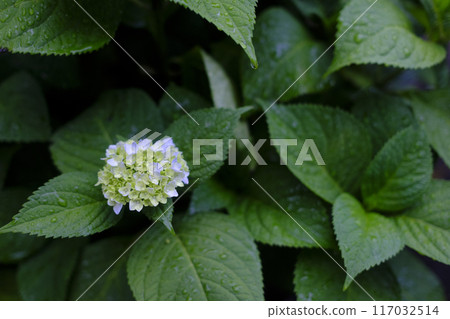 hydrangea   117032514