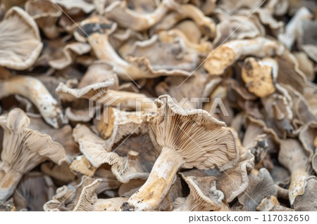 mushroom drying factory 117032650