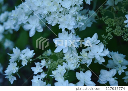 White flower White flower 117032774