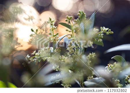 Flowering olive tree branches with buds and flowers. 117032802