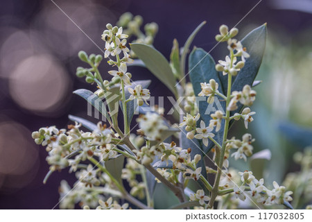 Flowering olive tree branches with buds and flowers. 117032805