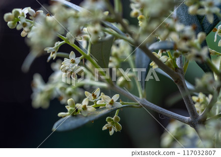 Flowering olive tree branches with buds and flowers. 117032807