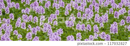 Water hyacinth flowers in full bloom cut out to banner size 117032827