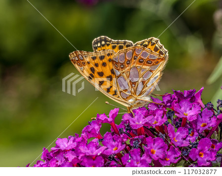 Queen of spain fritillary resting on buddleia flower 117032877