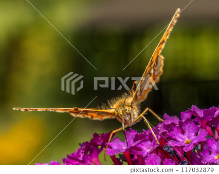Queen of spain fritillary resting on buddleia flower Queen of spain fritillary resting on buddleia flower 117032879