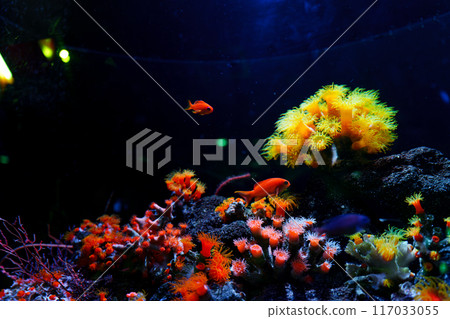 一條金魚在海葵周圍遊動 一條金魚在海葵周圍遊動 117033055