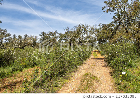Cork Oak forest at Hortas de Baixo near Arronches, Alentejo, Portugal. Cork Oak forest at Hortas de Baixo near Arronches, Alentejo, Portugal. 117033093