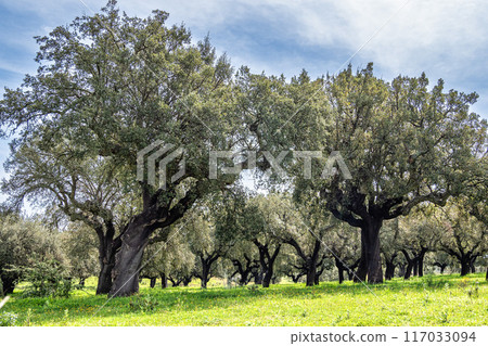 Cork Oak forest at Hortas de Baixo near Arronches, Alentejo, Portugal. Cork Oak forest at Hortas de Baixo near Arronches, Alentejo, Portugal. 117033094