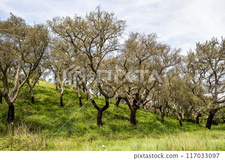 Cork Oak forest at Hortas de Baixo near Arronches, Alentejo, Portugal. 117033097