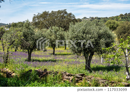 Cork Oak forest at Hortas de Baixo near Arronches, Alentejo, Portugal. Cork Oak forest at Hortas de Baixo near Arronches, Alentejo, Portugal. 117033099