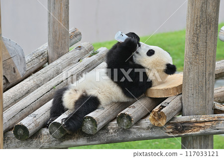Yohama drinking milk well from a baby bottle 117033121