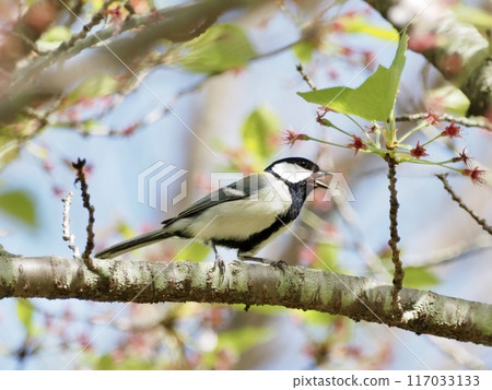 Great tit Great tit 117033133