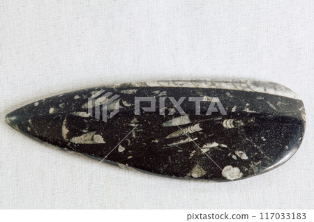 Orthoceras Fossil (Plate Large) 117033183