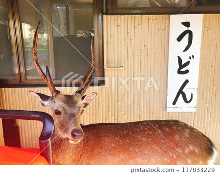 Deer Deer 117033229