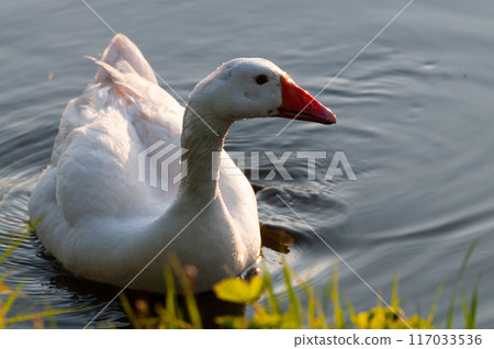 Feral Greylag Goose in East Flanders 117033536