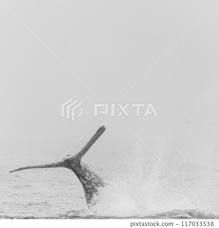 A playful humpback whale swimming along the namibian coast A playful humpback whale swimming along the namibian coast 117033538
