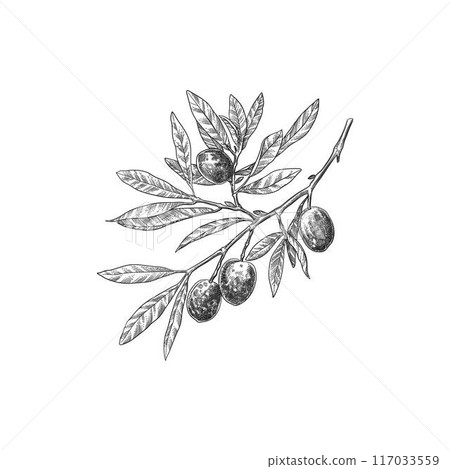 Engraved olive branch. Sketch branche with leaves and blossoms, hand drawn olives design element. Agricultural ripe plant or fruit isolated on white background illustration 117033559