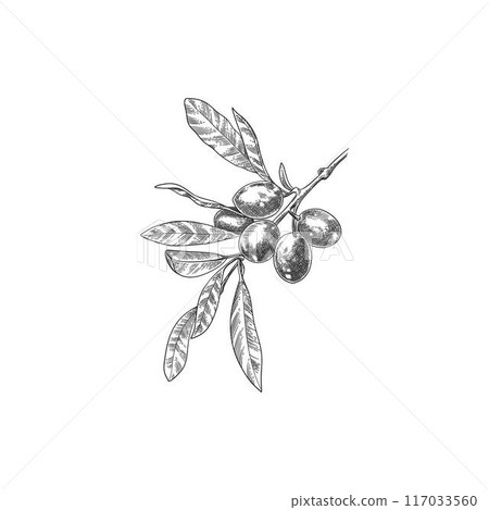 Engraved olive branch. Sketch branche with leaves and blossoms, hand drawn olives design element. Agricultural ripe plant or fruit isolated on white background illustration 117033560