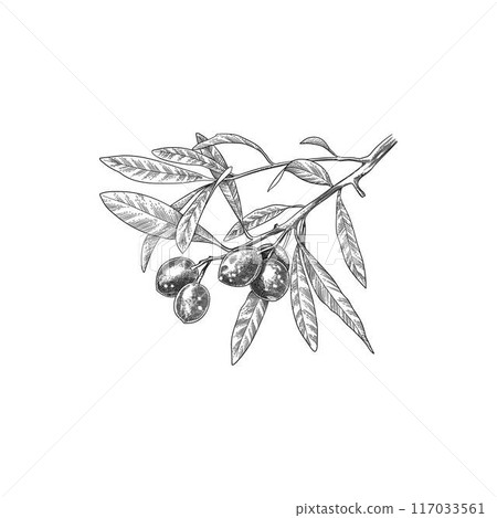 Engraved olive branch. Sketch branche with leaves and blossoms, hand drawn olives design element. Agricultural ripe plant or fruit isolated on white background illustration 117033561