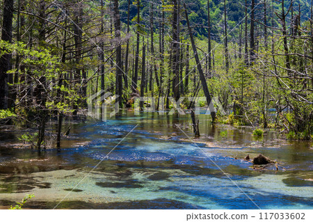 日本最好的山區度假勝地之一，上高地的清新綠意，竹澤濕地 117033602