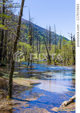 日本最好的山區度假勝地之一，上高地的清新綠意，竹澤濕地 117033603