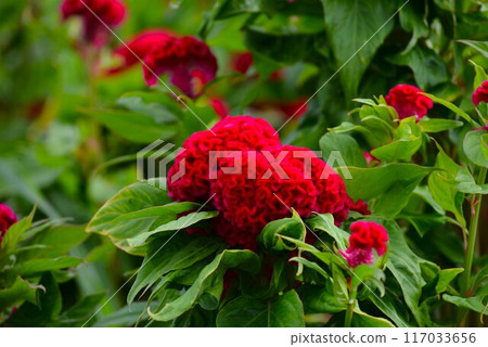 Red Kurume cockscomb flower 117033656