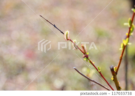 貓科動物花 117033738