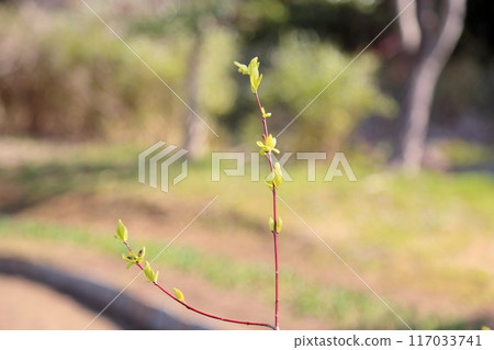 山茱萸的花蕾 山茱萸的花蕾 117033741