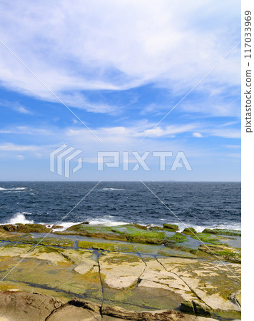 (Shizuoka Prefecture) Senjojiki and the Summer Sea on Ebisu Island, Shimoda, Izu 117033969