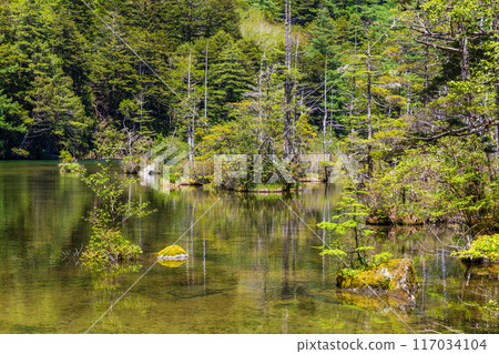 日本最好的山區度假勝地之一,綠樹成蔭的上高地,明神池 日本最好的山區度假勝地之一,綠樹成蔭的上高地,明神池 117034104