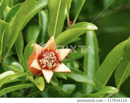pomegranate pomegranate 117034119