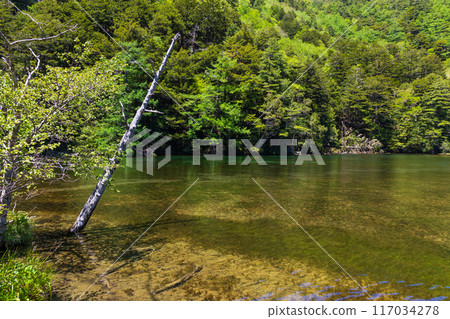 One of Japan's leading mountain resorts: Kamikochi's fresh greenery and Myojin Pond 117034278
