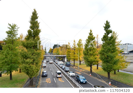 Autumn ginkgo trees 117034320